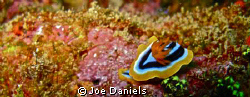 One of my few Nudi pics by Joe Daniels 